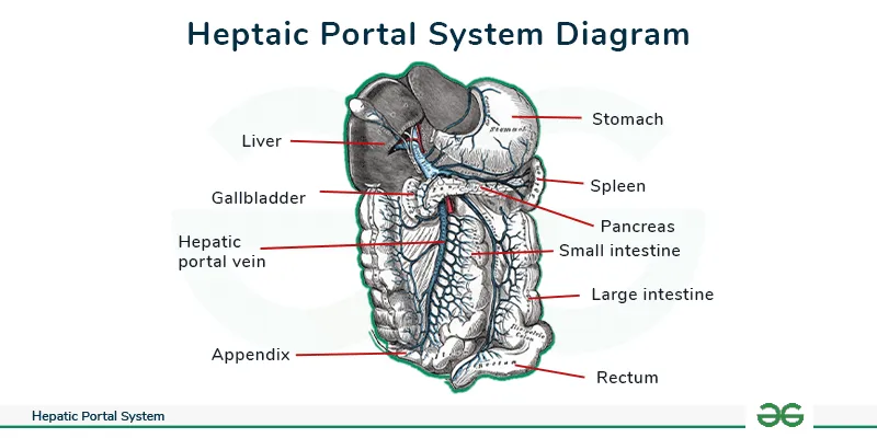 Hepatic portal system